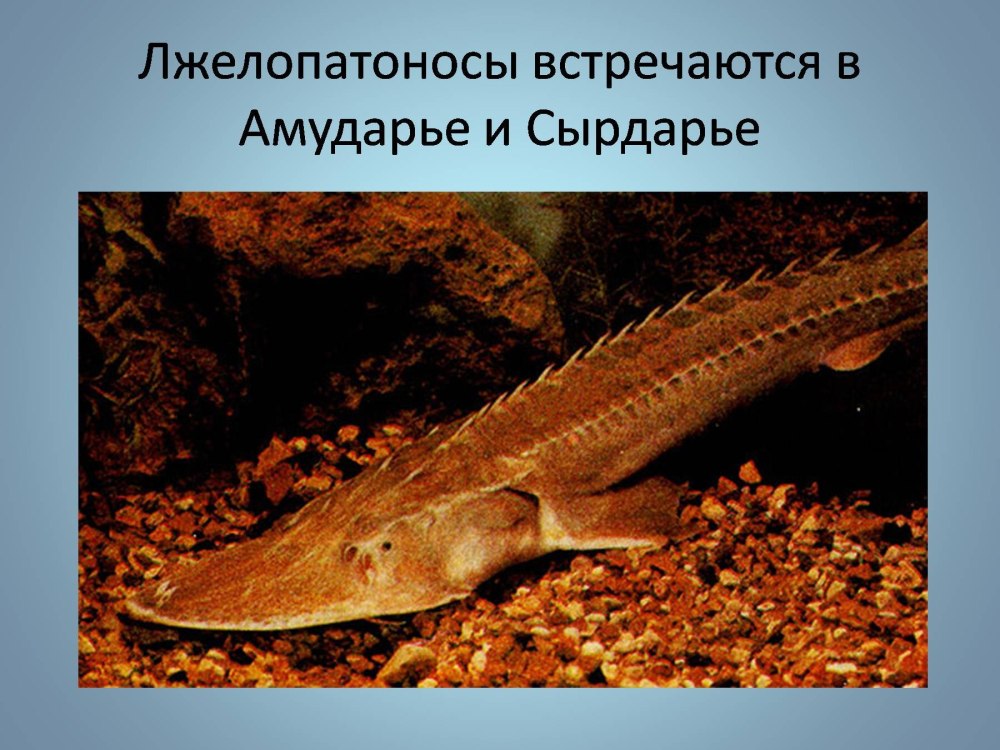 Амударьинский лопатонос