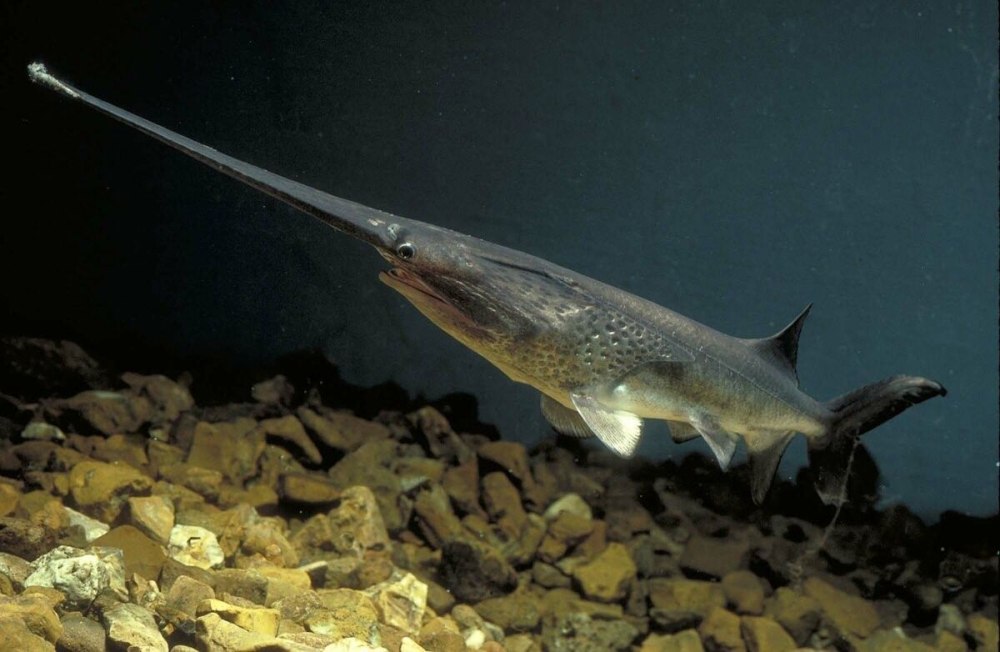Веслонос (Psephurus Gladius)
