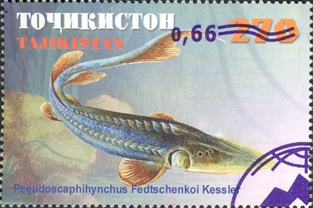 Сырдарьинский лопатонос