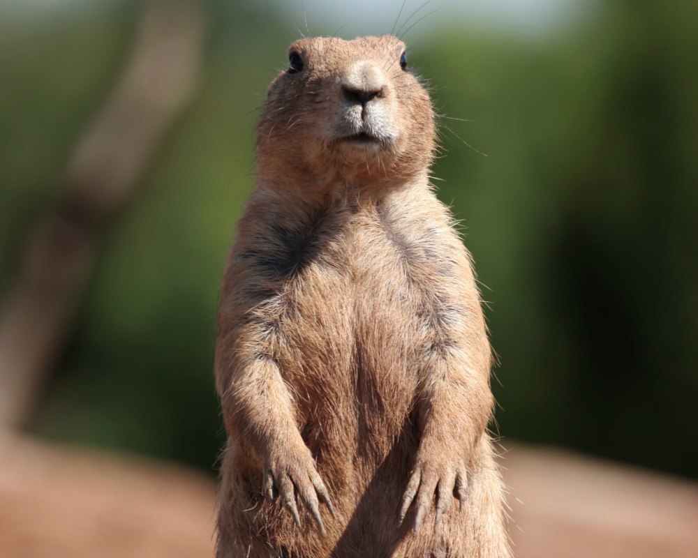 Сурок обыкновенный – Marmota Bobak
