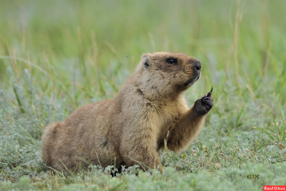 Сурок Степной, Байбак (Marmota Bobak)