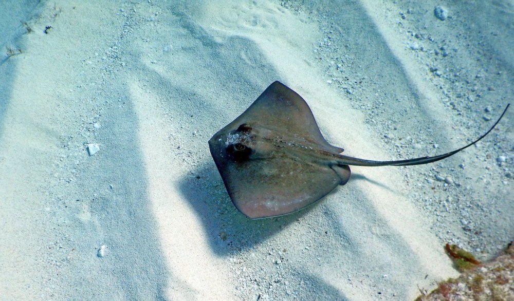 Скат-хвостокол (Whiptail Stingray)