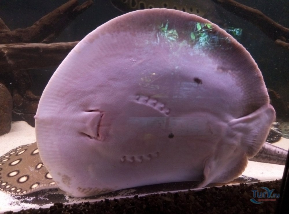 Скат с мордой дельфина