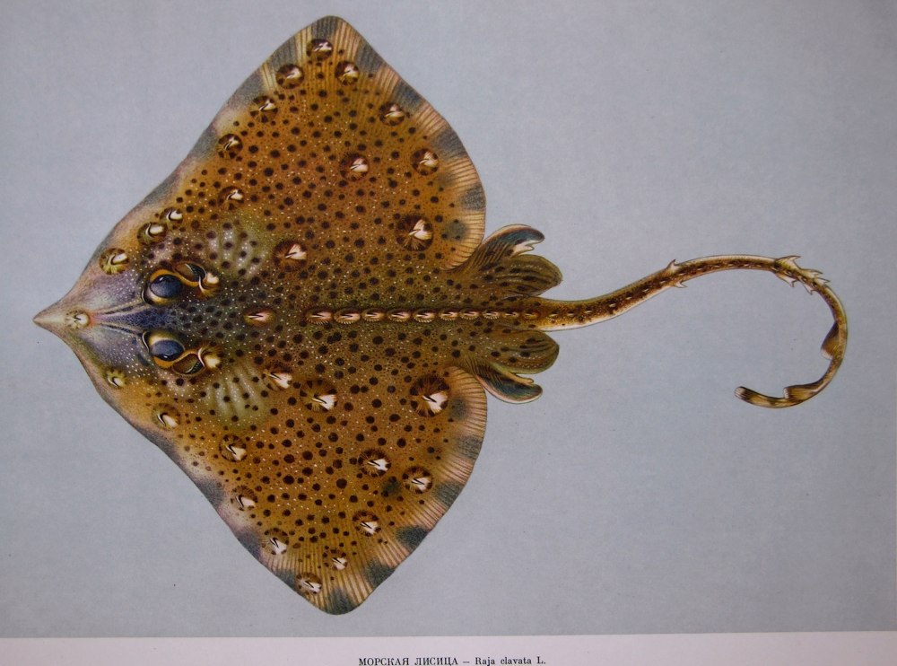 Raja clavata морская лисица