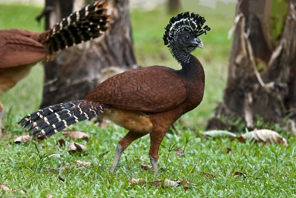 Crax rubra