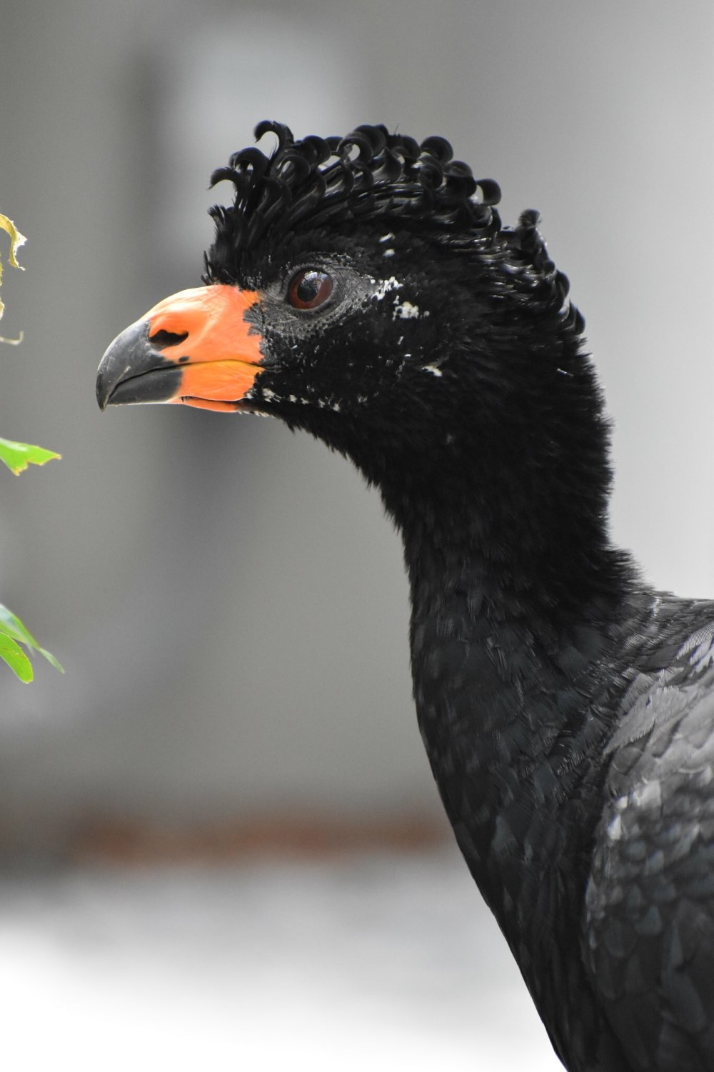 Wattled Curassow