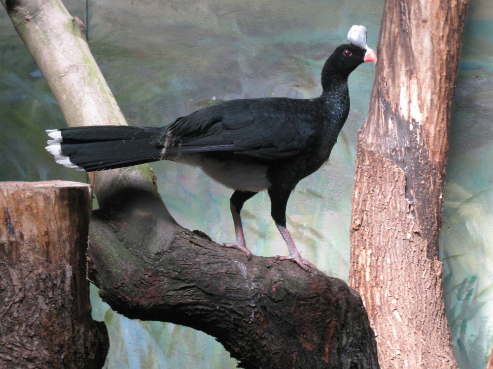 Pauxi unicornis
