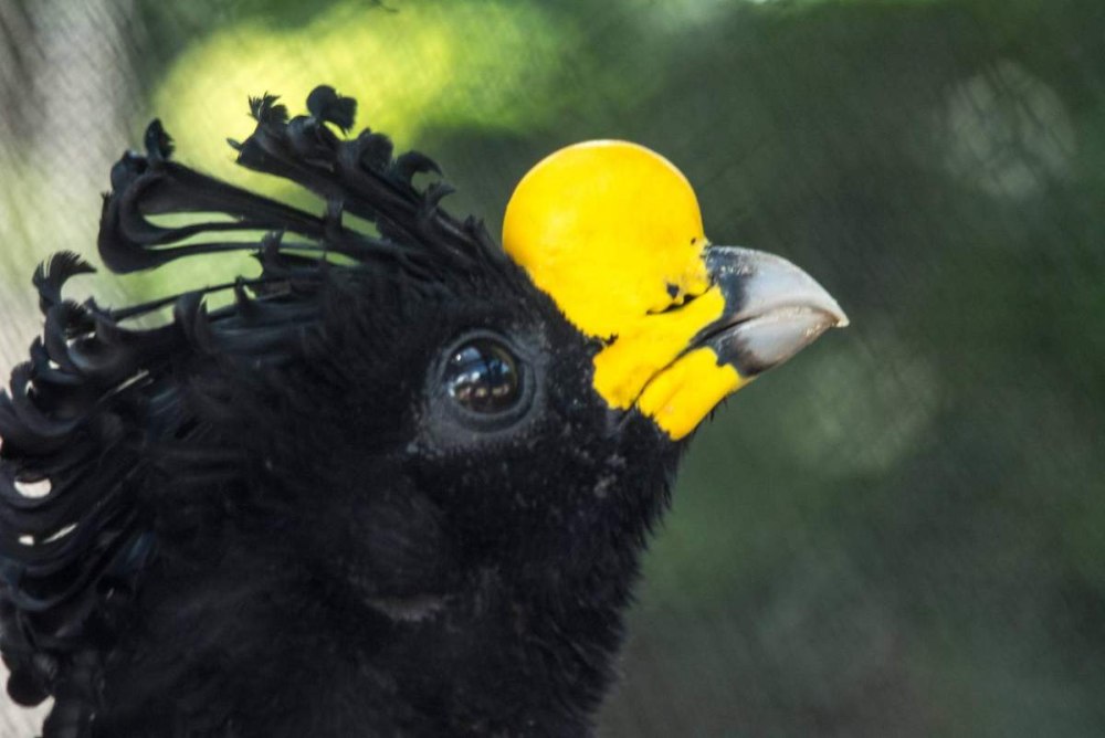 Curassow птица