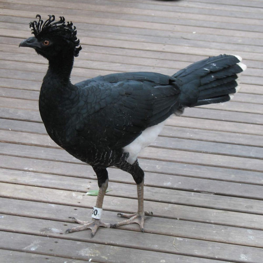 Хохлатый Кракс
