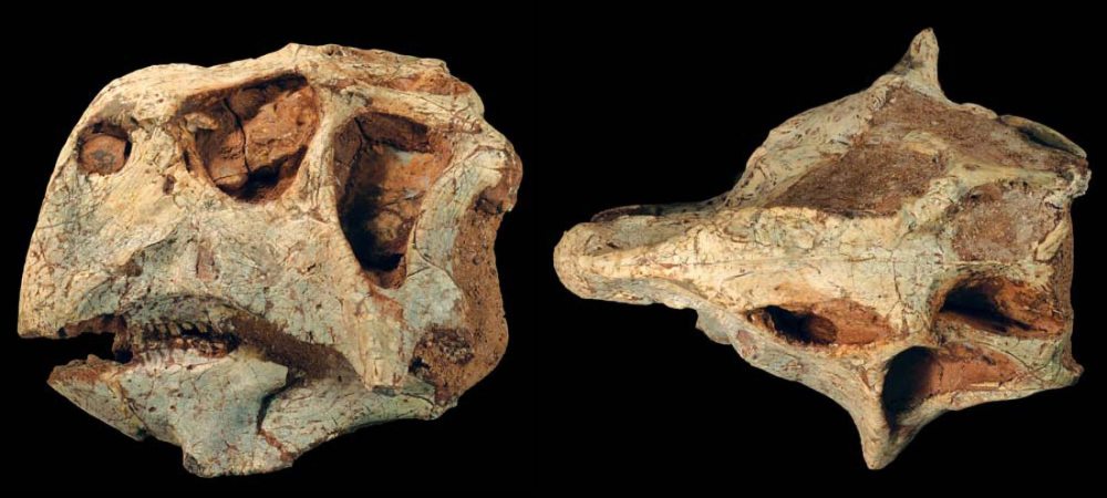 (Psittacosaurus Lujiatunensis)