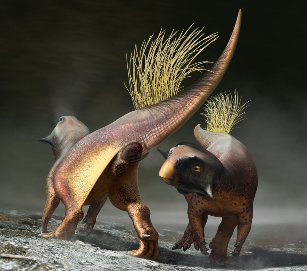 Psittacosaurus. Mazongshanensis?