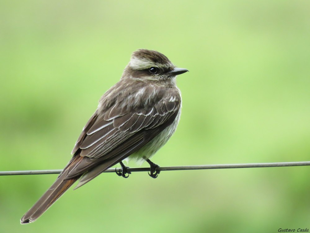 C. C. varius