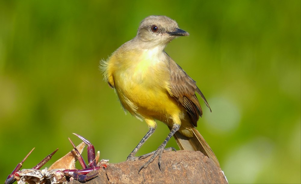 Adris Tyrannus