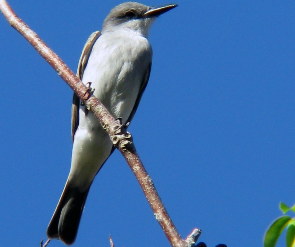 Tyrannus dominicensis