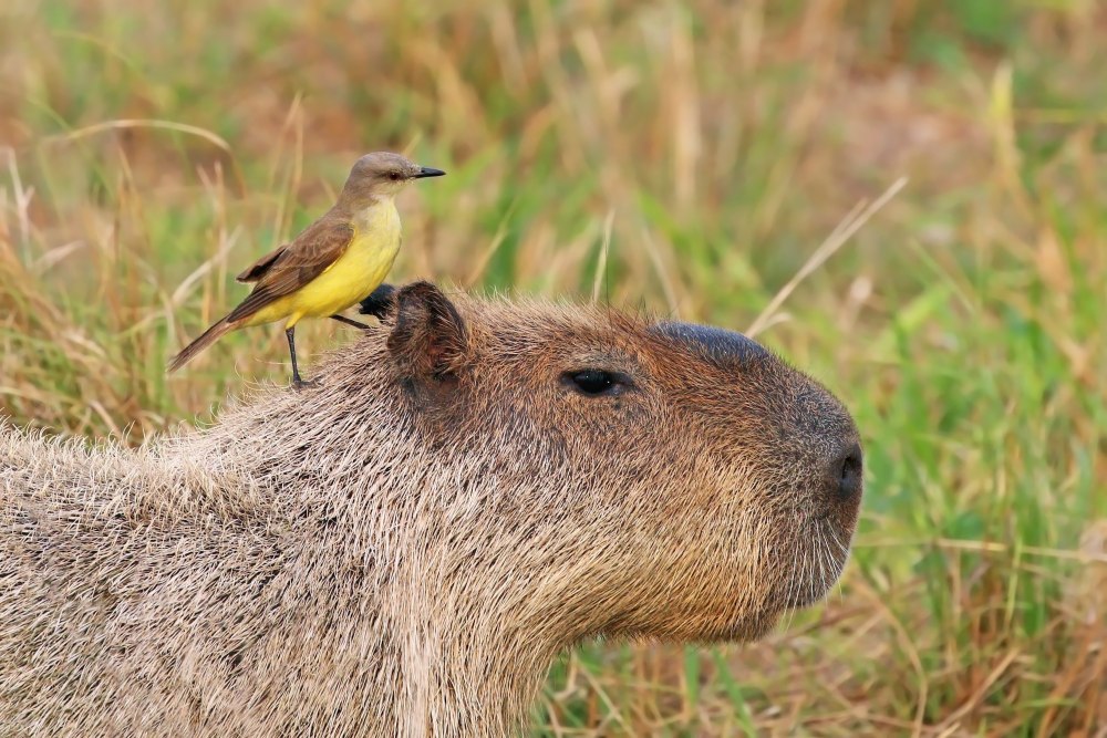 White Capybara