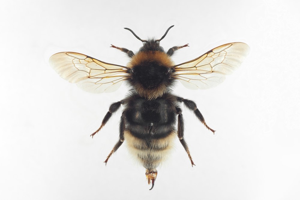 Bombus bohemicus