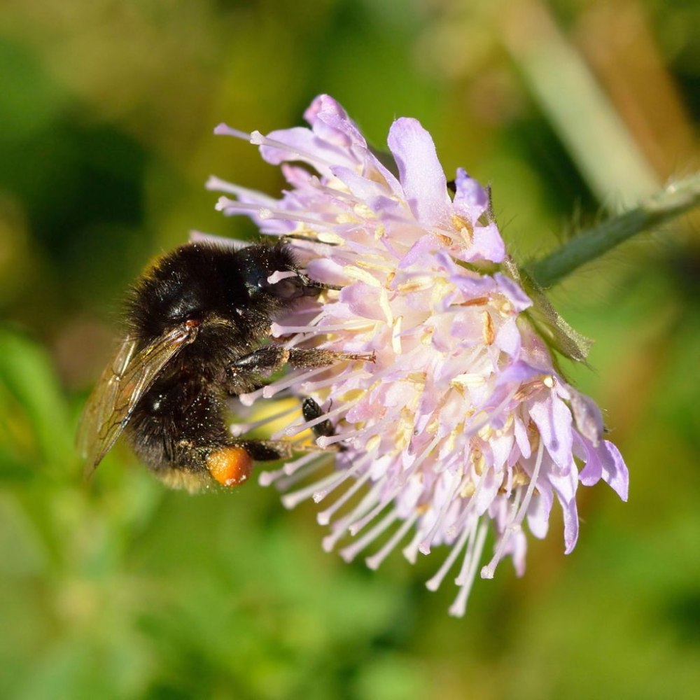 Bombus soroensis