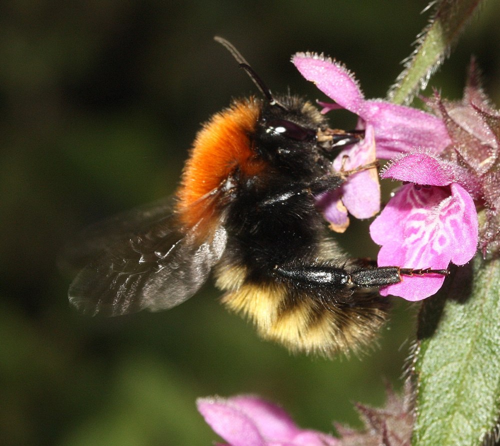 Шмель Моховой – Bombus muscorum