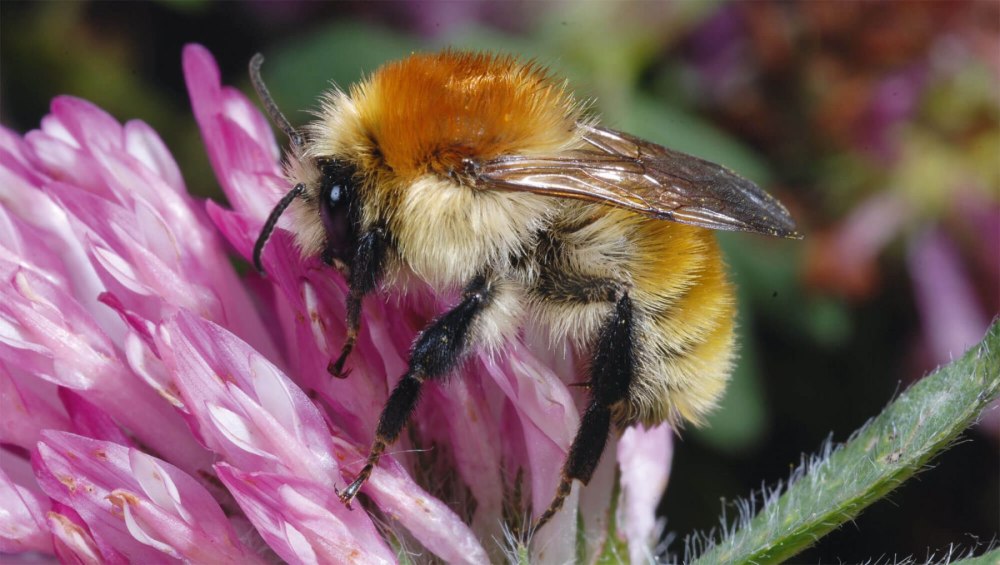 Шмель Степной – Bombus fragrans Pallas