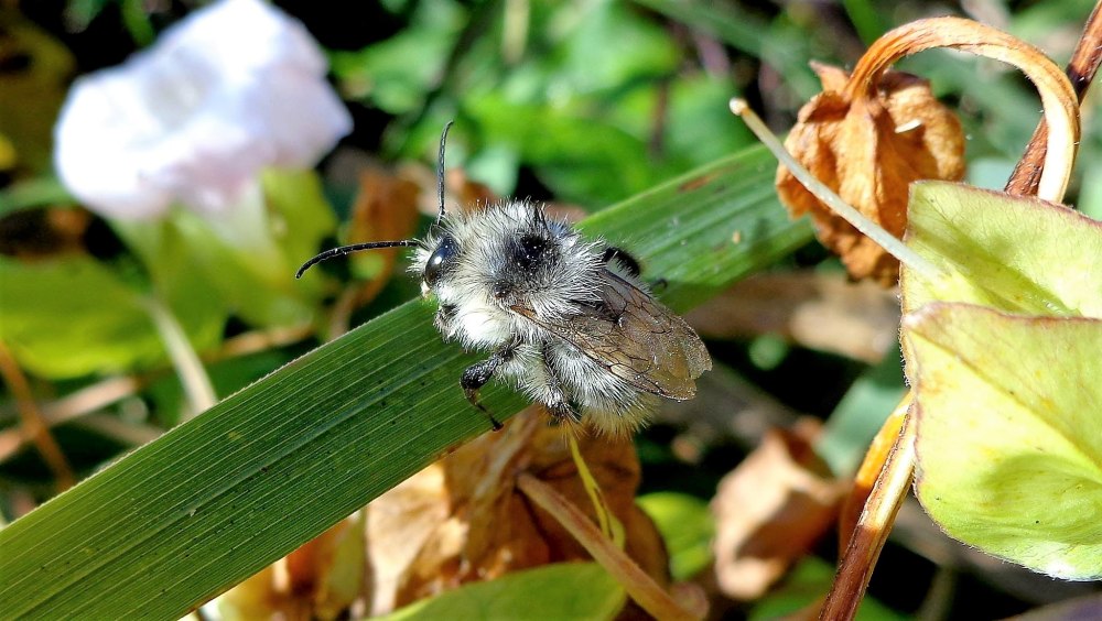 Шмель конский Bombus veteranus