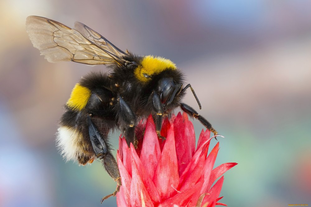 Шмель Bombus pascuorum