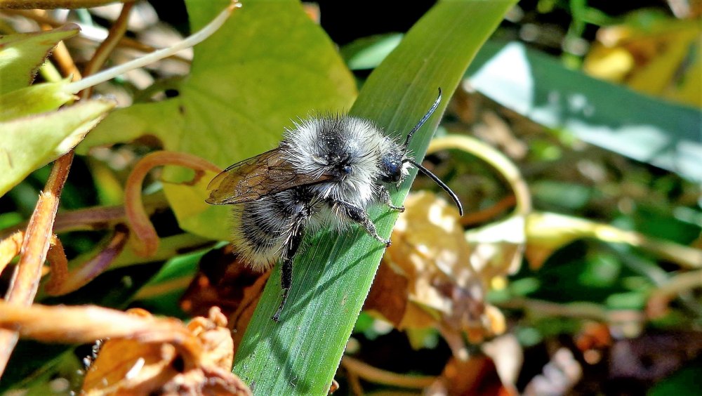 Шмель конский Bombus veteranus