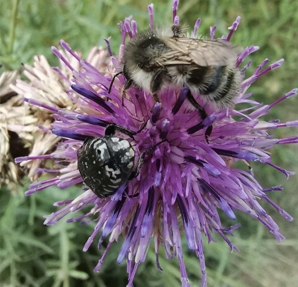 Лесной (лат. Bombus Sylvarum) Лесной Шмель в