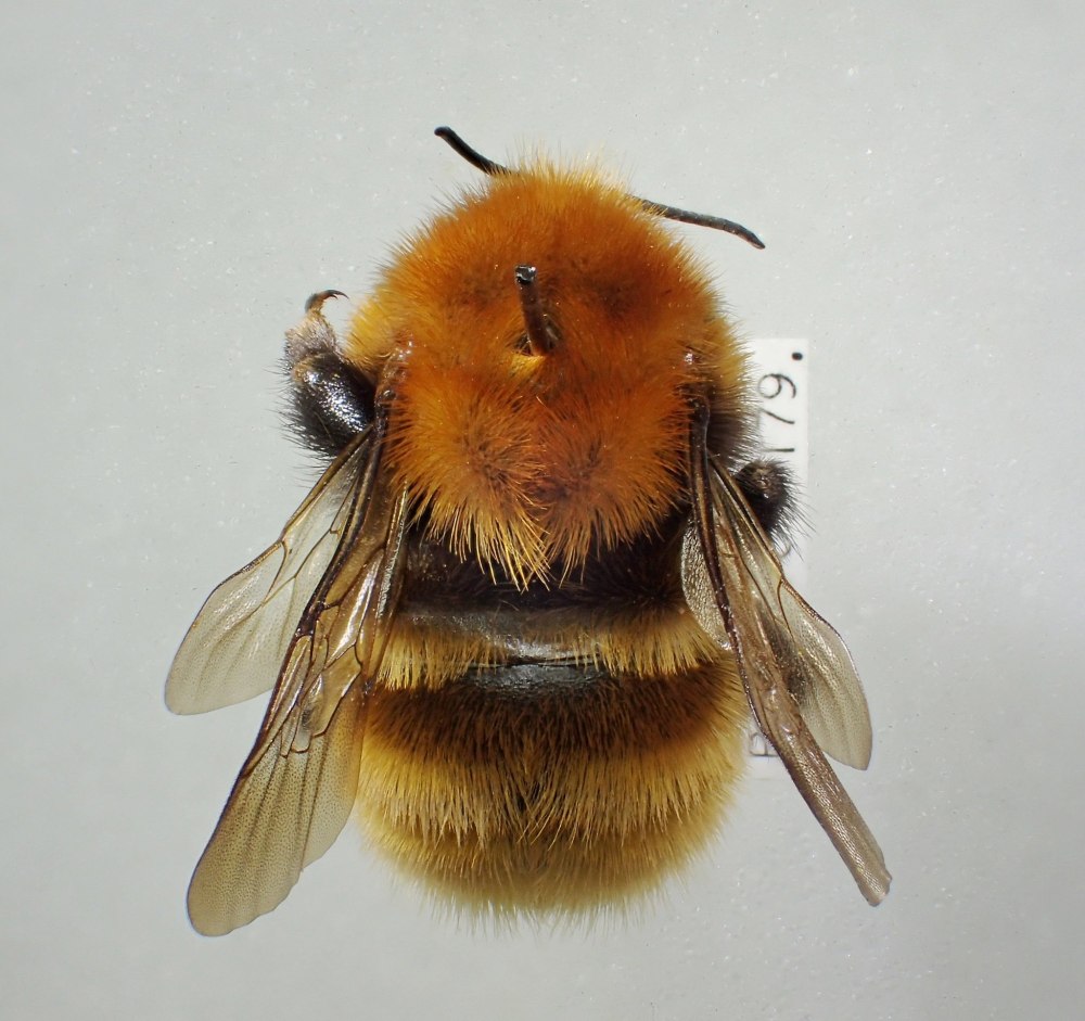Bombus muscorum Linnaeus, 1758