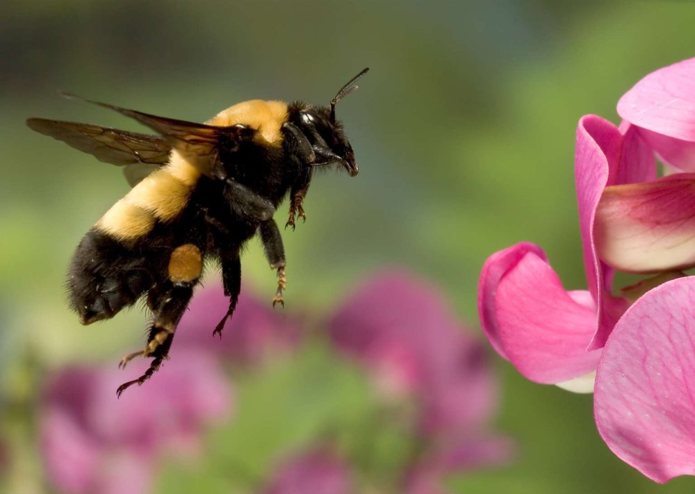 Степной Шмель Bombus fragrans