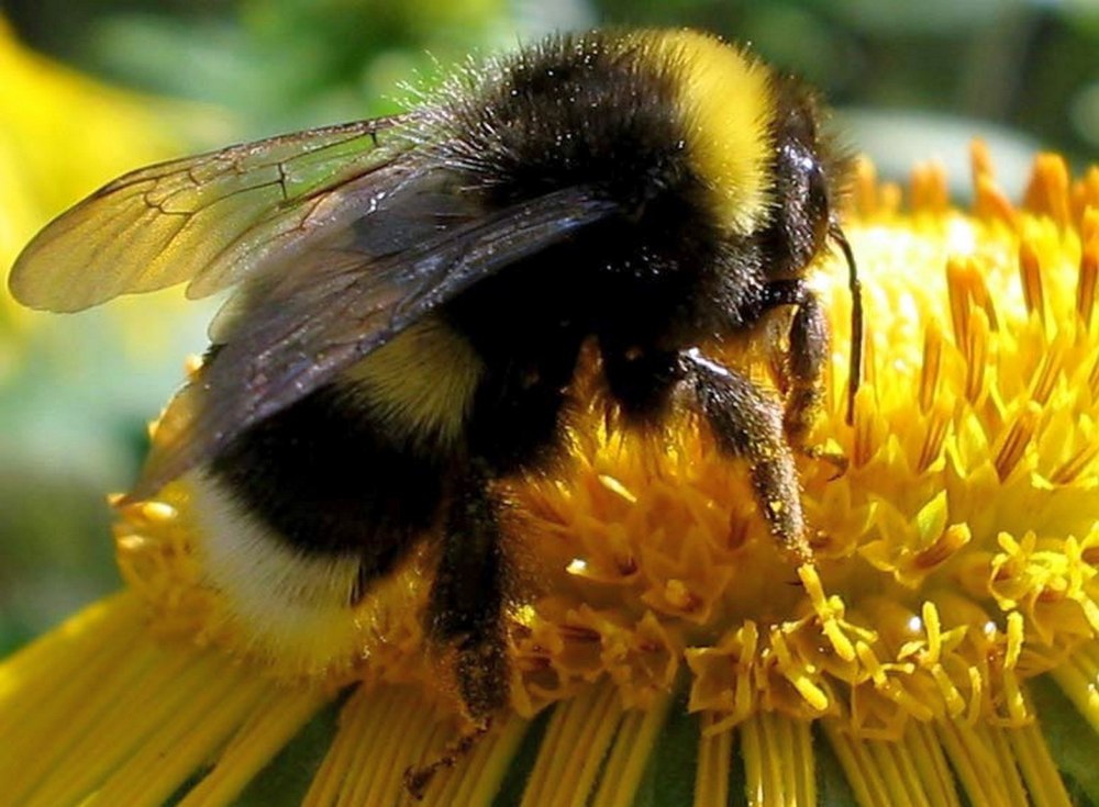 Шмель необыкновенный (Bombus paradoxus)