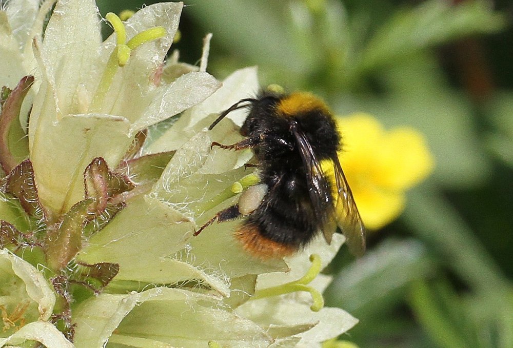 Шмель необыкновенный (Bombus paradoxus)