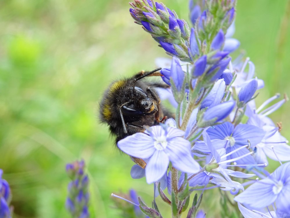 Каменный Шмель (Bombus lapidarius)
