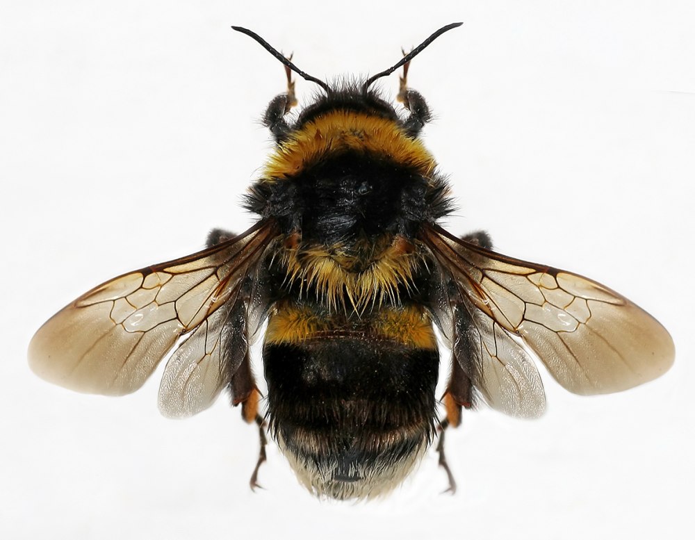 Bombus ruderatus Fabricius, 1775