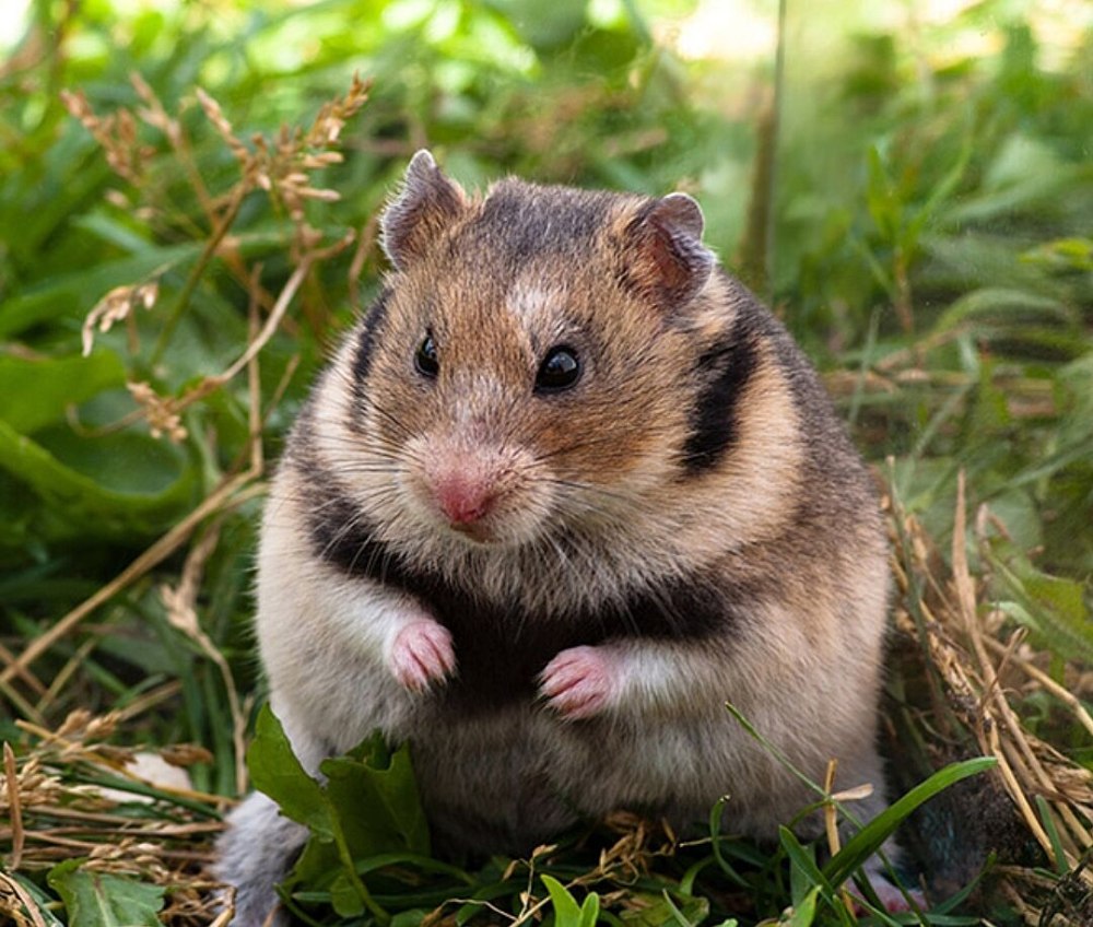 Хомячок серый (Cricetulus migratorius)