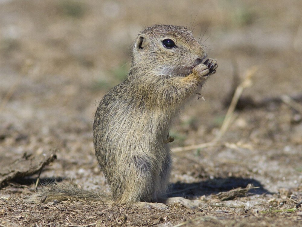 Spermophilus citellus