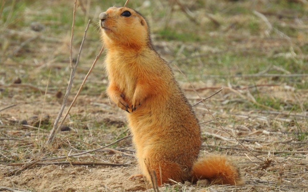 Желтый суслик Spermophilus fulvus