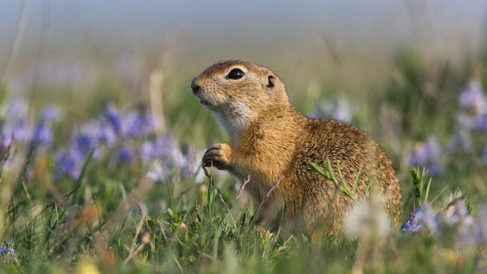 Даурского суслика (Spermophilus dauricus