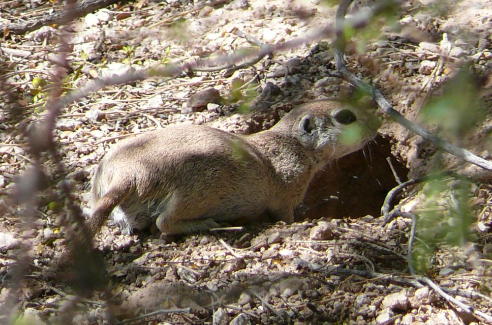 Отряд Грызуны - Rodentia Bowdich