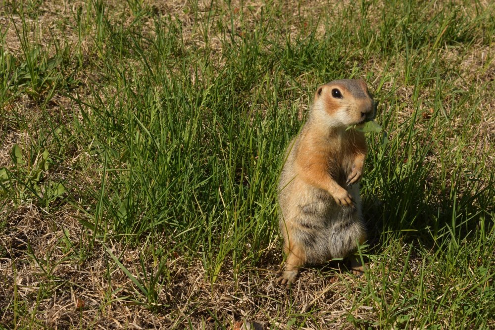 Суслик Краснощекий – Spermophilus erythrogenys