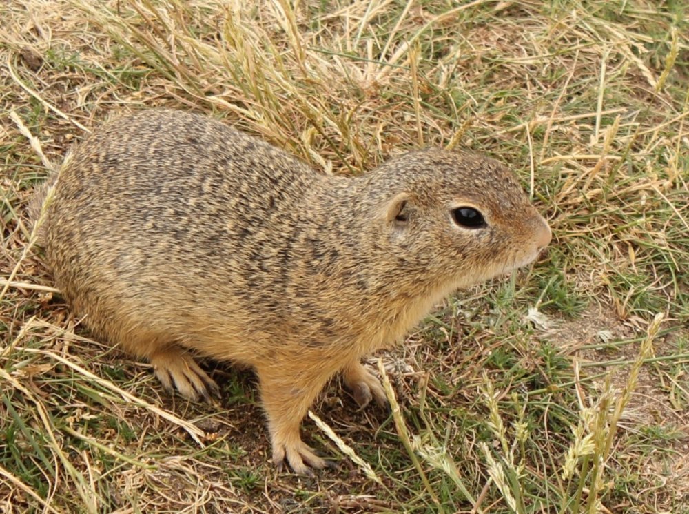 Spermophilus citellus