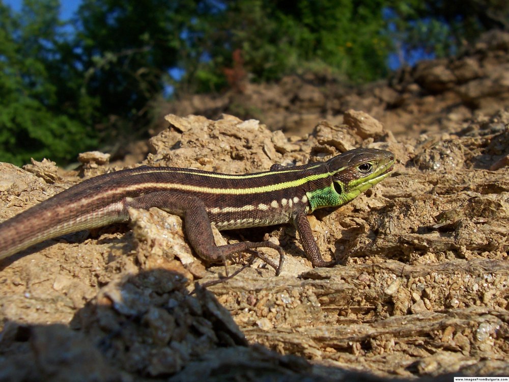 Полосатая ящерица Lacerta strigata