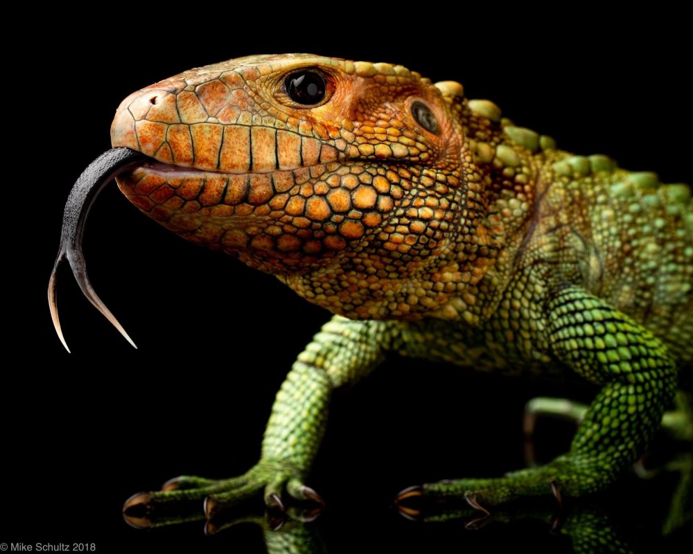 Caiman Lizard