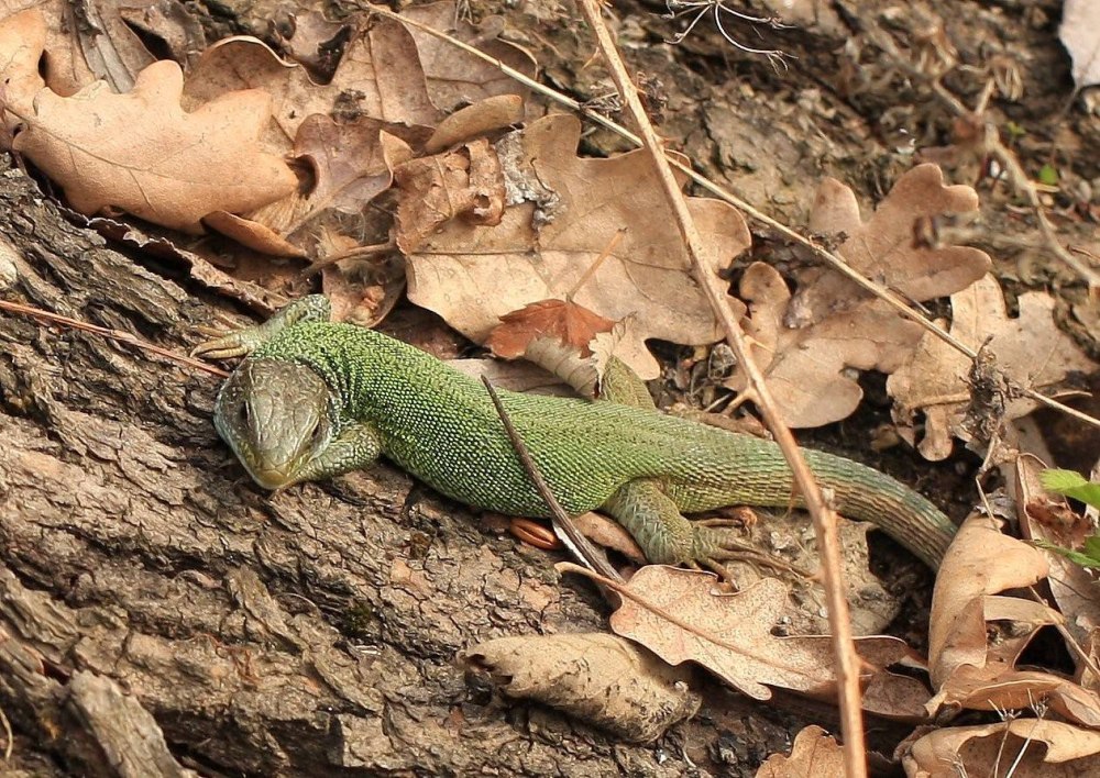 Полосатая ящерица Lacerta strigata