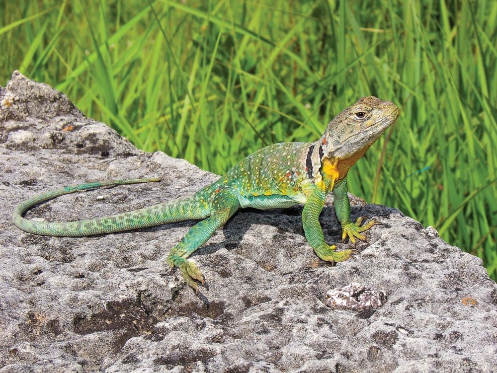 Ь416 Lizard