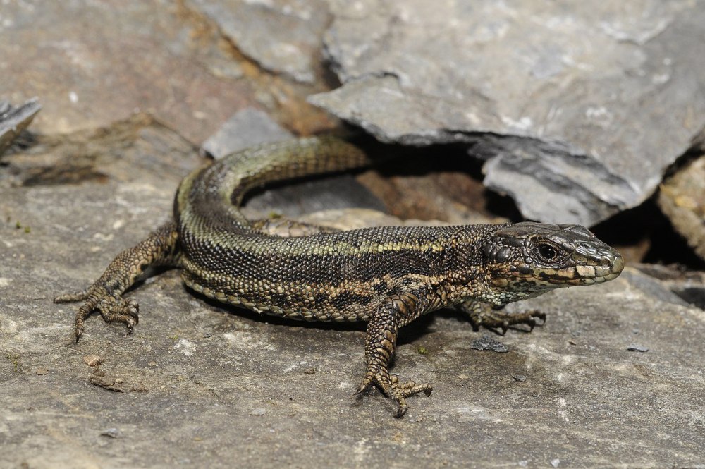 Iberolacerta Aranica