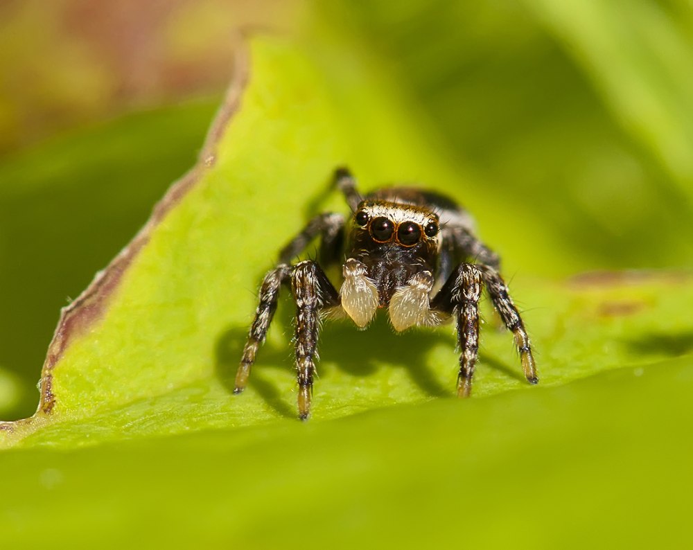 Симфитогнатный паук