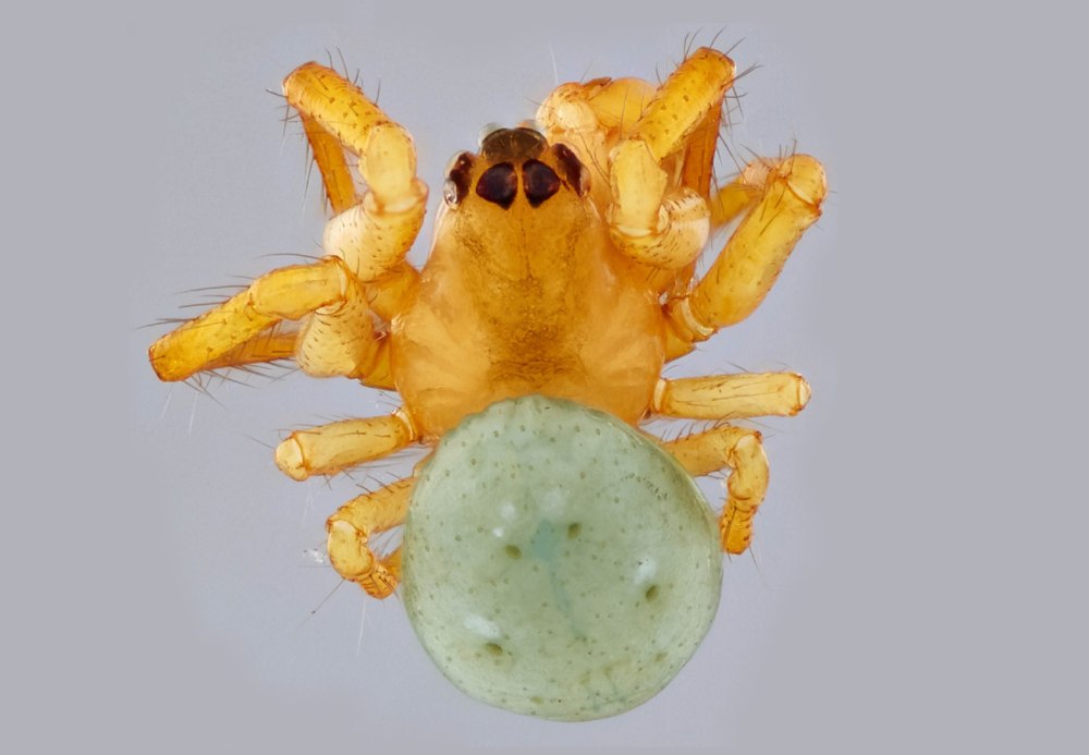 Симфитогнатный паук