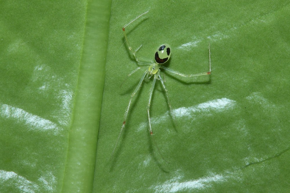 Theridion grallator