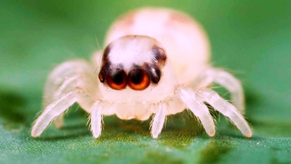 Пауки няшки