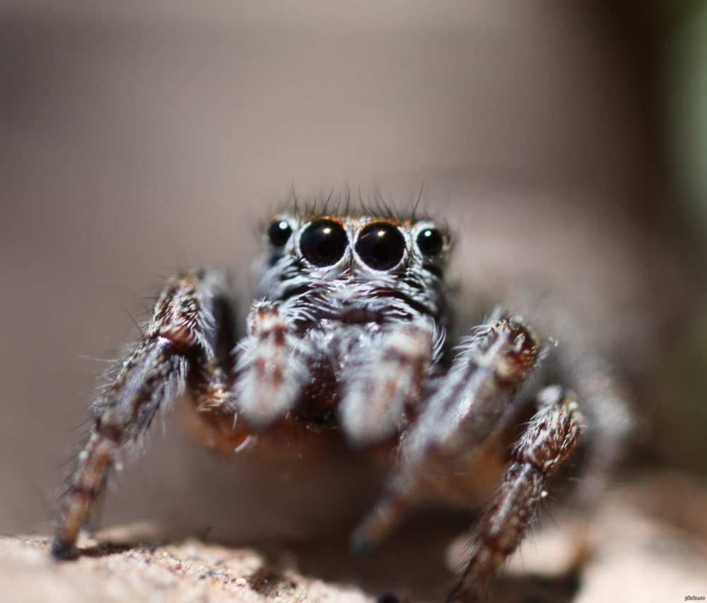 Милые пауки